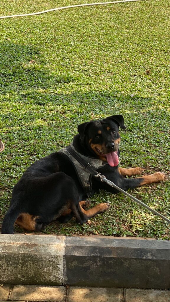 Rottweiler PT JISS Indonesia Sejahtera